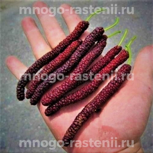 Саженцы шелковицы Пакистанская