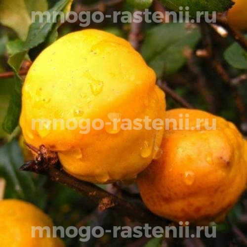 Саженцы айвы Маулея
