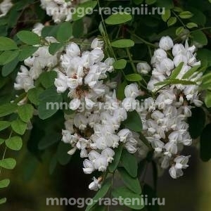 Акация белая