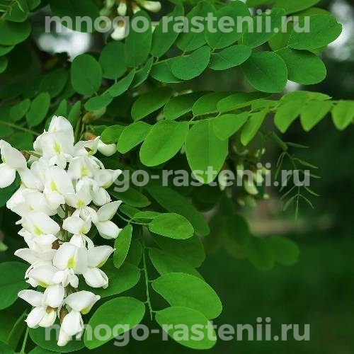 Саженцы Акации белой
