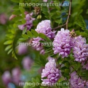 Акация (Poбиния) Нoвoмeкcикaнcкaя