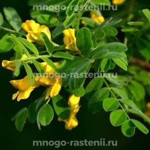 Акация желтая
