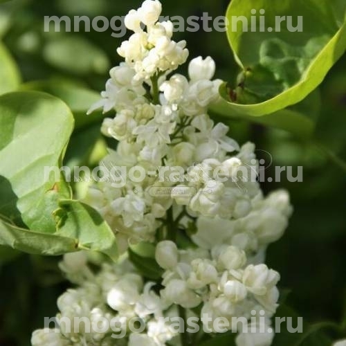 Саженцы сирени Принцесса Клементина