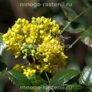 Магония Аполло