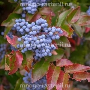 Магония Русалка