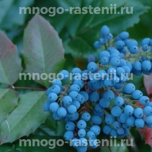 Саженцы магонии Натаха