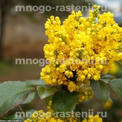 Саженцы магонии Хоуп 