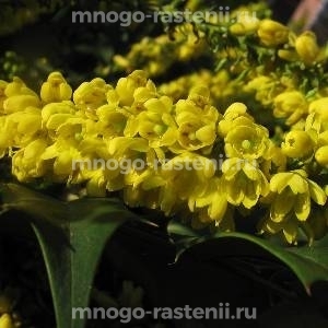 Магония Лионел Фортескью