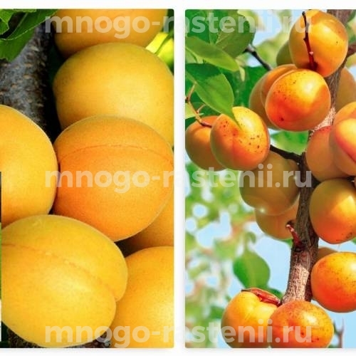 Саженцы абрикоса колоновидного Первайс