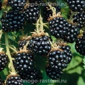 Ежевика Лох Мери
