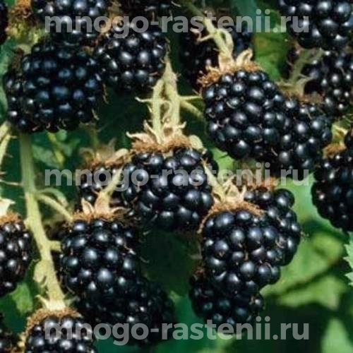 Саженцы ежевики Лох Мери