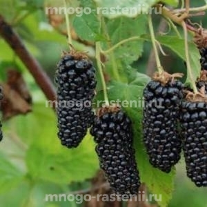 Ежевика Коламбия Гигант