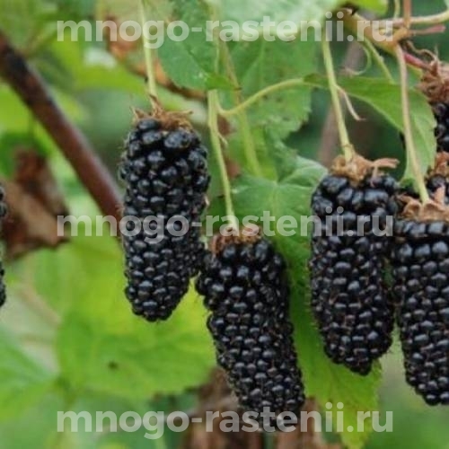 Саженцы ежевики Коламбия Гигант