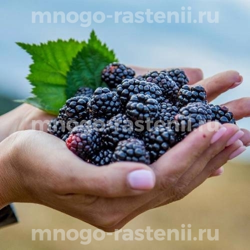 Саженцы ежевики Настена-сластена