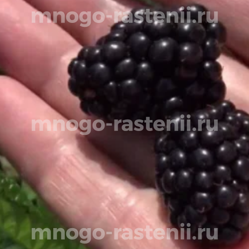 Саженцы ежевики Прайм Ян