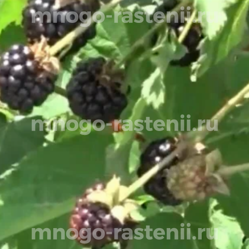 Саженцы ежевики Прайм Ян