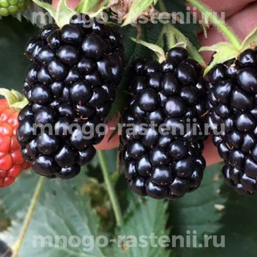Саженцы ежевики Прайм Ян