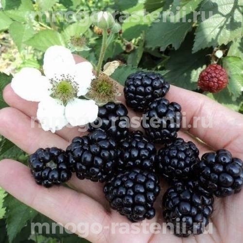 Саженцы ежевики Прайм Ян