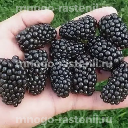 Саженцы ежевики Свит Пай