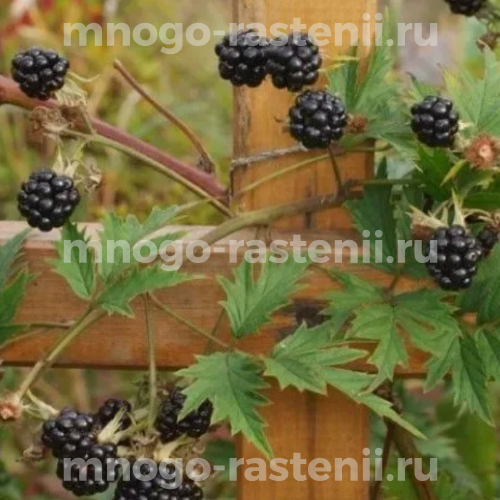 Саженцы ежевики Разрезной