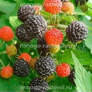 Ежевика Уфимская местная