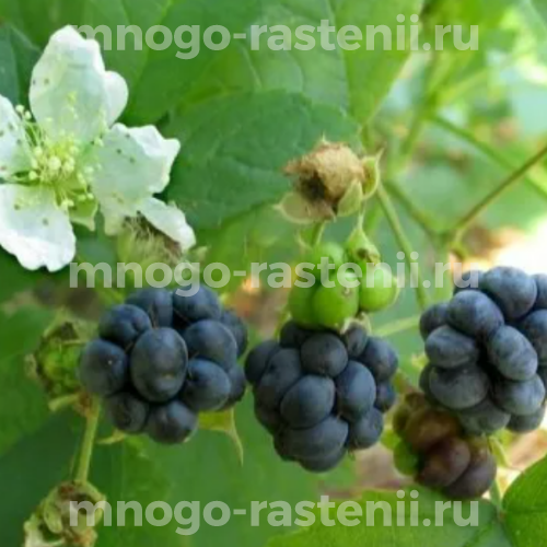 Саженцы ежевики Сизая