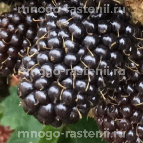Саженцы ежевики Свит Пай