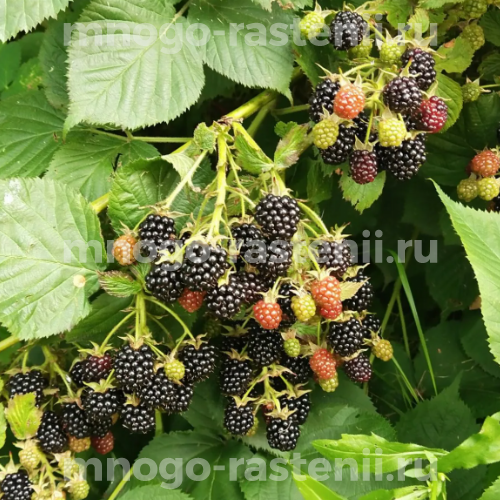 Саженцы ежевики Складчатой (кустарниковой)