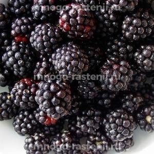 Ежевика Смутстем