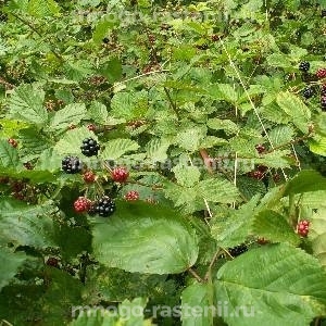 Ежевика Складчатая (кустарниковая)
