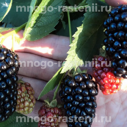 Саженцы ежевики Смутстем