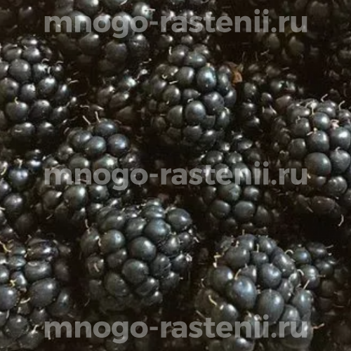 Саженцы ежевики Уфимской местной