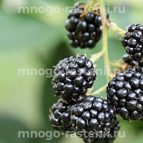 Саженцы ежевики Уфимской местной