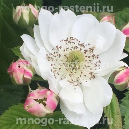 Саженцы ежевики Холс Бьюти