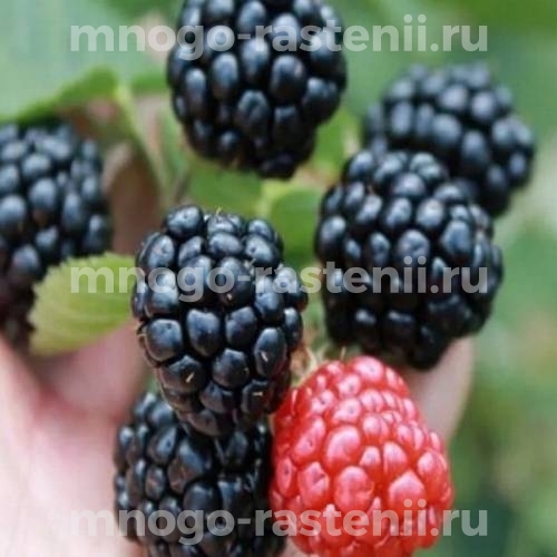 Саженцы ежевики Чероки