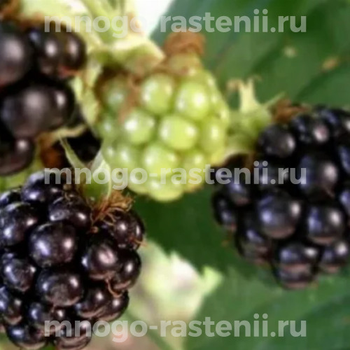Саженцы ежевики Эльдорадо
