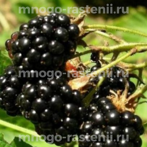 Саженцы ежевики Эльдорадо