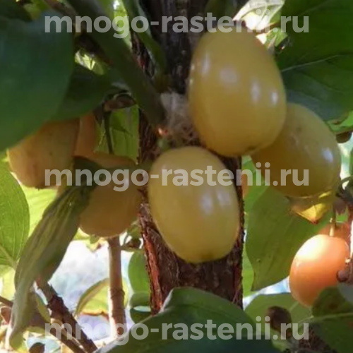 Саженцы кизила Золотистого