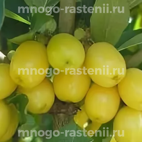Саженцы кизила Буковинский