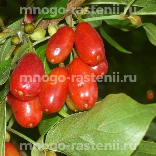 Саженцы кизила Коралловый Марка 
