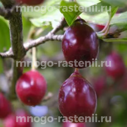 Саженцы кизила Первенец