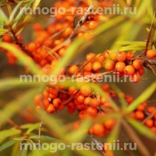 Саженцы облепихи Дружина