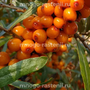 Облепиха Лучезарная
