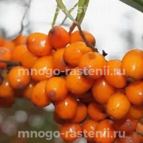 Саженцы облепихи Янтарное ожерелье