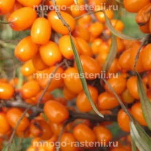 Облепиха Каприз