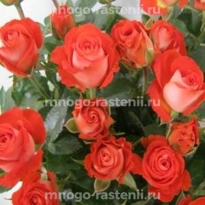 Роза Зодиак