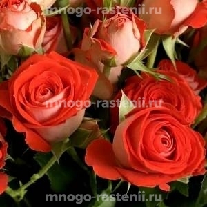 Роза Рефлекс
