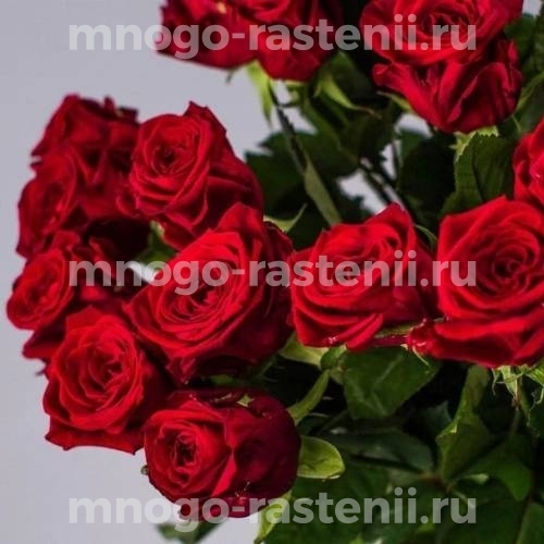 Саженцы розы Белла Линда Брик