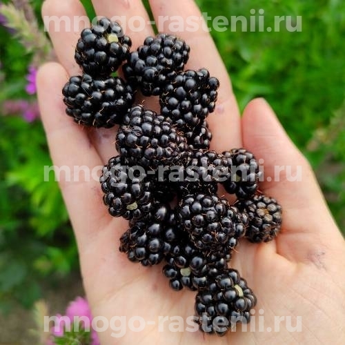 Саженцы ежевики Флинт