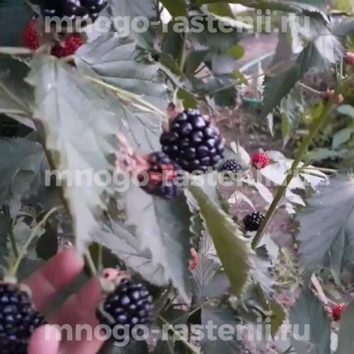 Саженцы ежевики Свит Пай